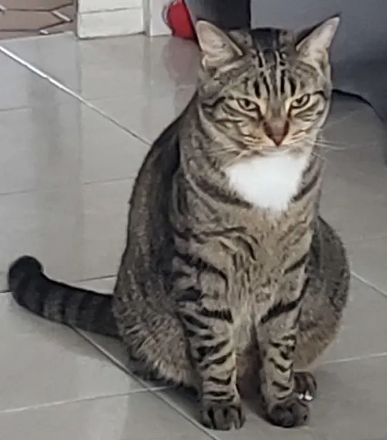 gato perdido 44700 Orvault Noé gato lost 44700 Orvault Noé