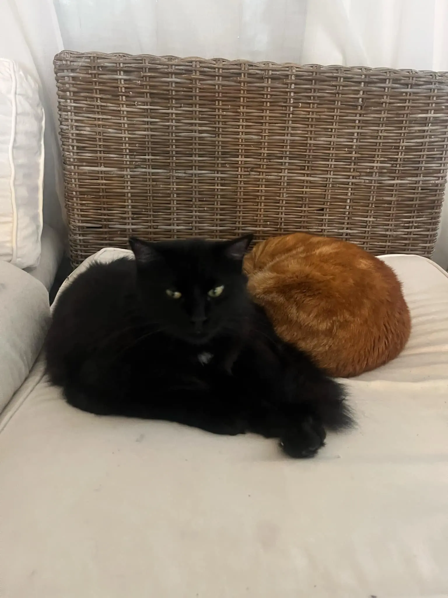chat perdu 71 Boulevard Alfred Nobel 44400 Rezé Nyx chat lost 71 Boulevard Alfred Nobel 44400 Rezé Nyx