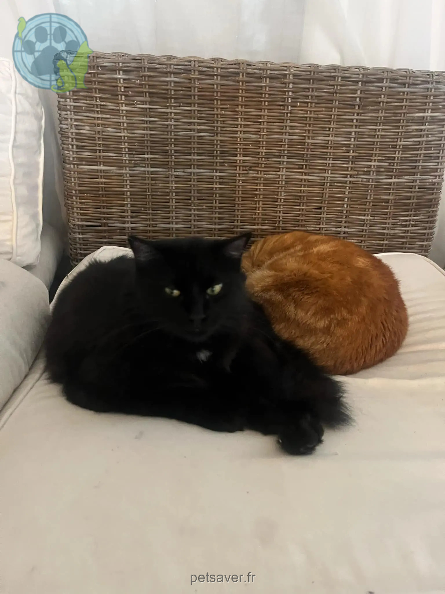 Kater vermisst 71 Boulevard Alfred Nobel 44400 Rezé Nyx Kater lost 71 Boulevard Alfred Nobel 44400 Rezé Nyx