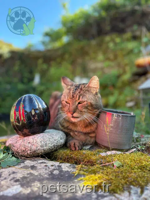 chat lost   44521 Oudon Obama
