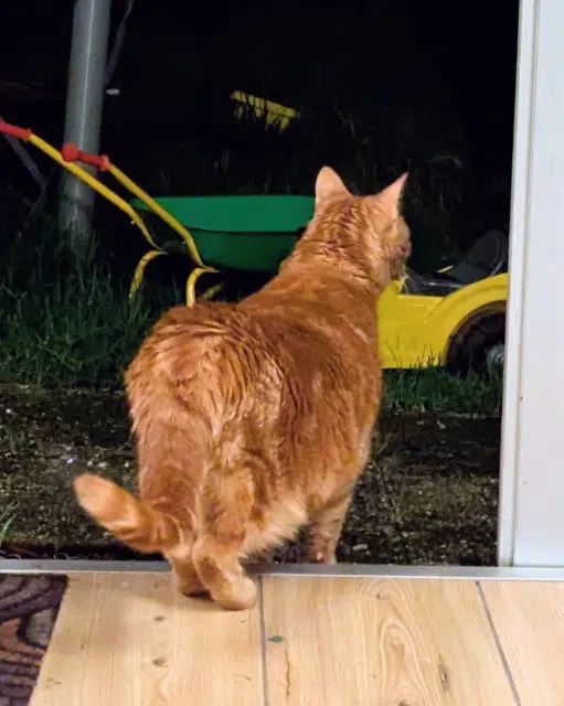 chat lost   44600 Saint-Nazaire Obama