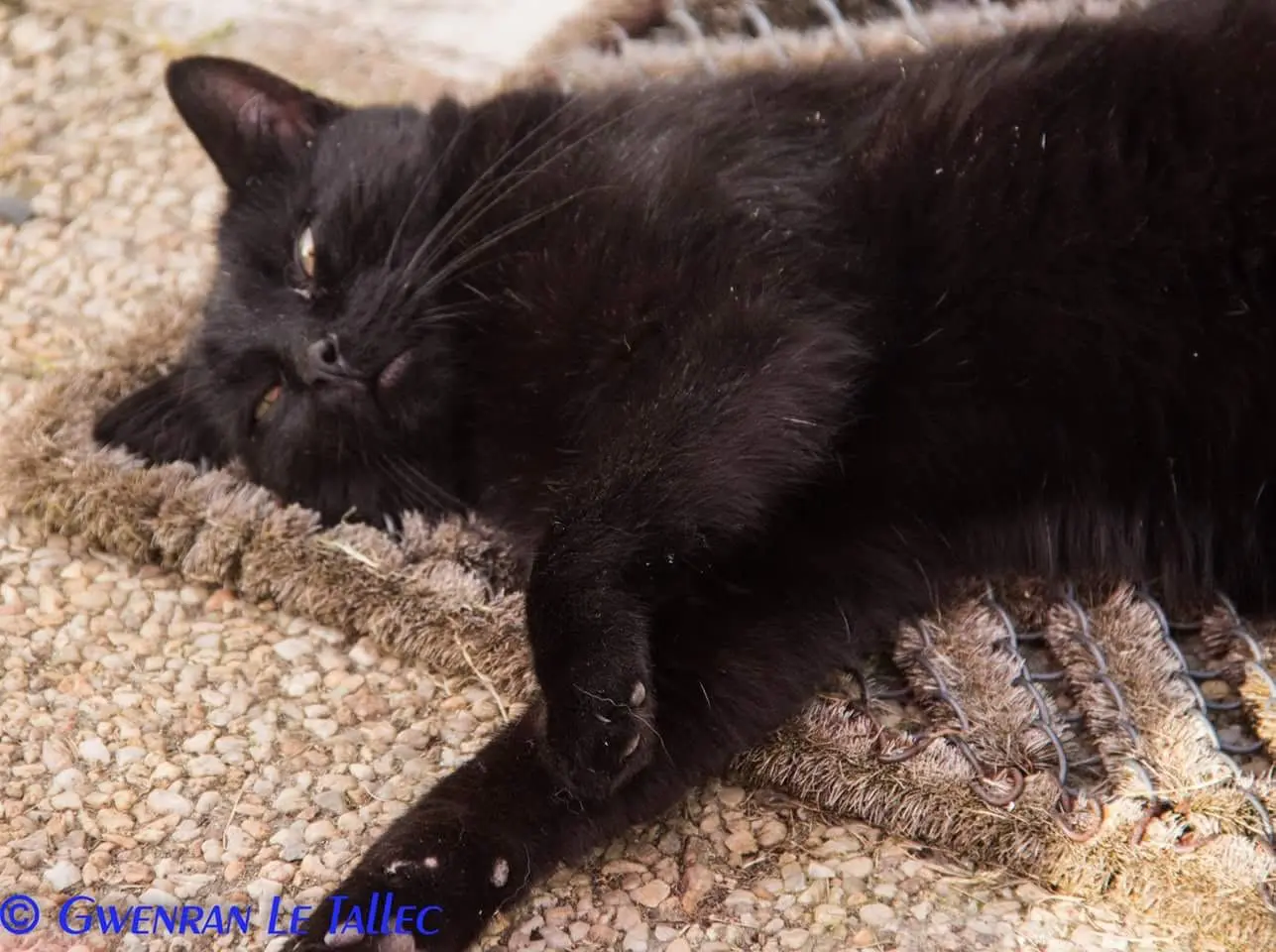 gato perdido 9 Rue Clément Ader 44600 Saint-Nazaire Omaley gato lost 9 Rue Clément Ader 44600 Saint-Nazaire Omaley