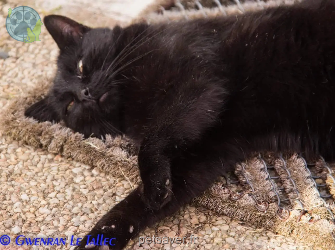 gato perdido 9 Rue Clément Ader 44600 Saint-Nazaire Omaley gato lost 9 Rue Clément Ader 44600 Saint-Nazaire Omaley