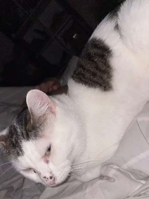chat lost   44600 Saint-Nazaire Onyx