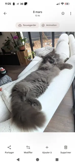 chat lost   44360 Vigneux-de-Bretagne Orion