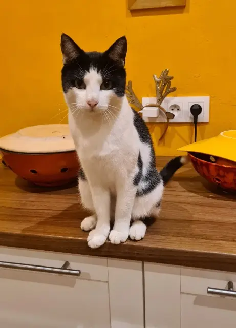 chat lost   44170 Jans Oréo