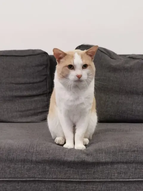 chat lost   44170 La Grigonnais Osiris