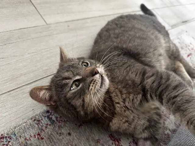 chat lost   44400 Rezé Oum