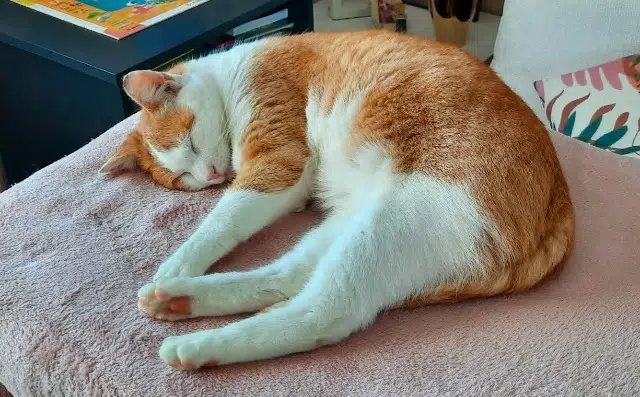 chat lost   44600 Saint-Nazaire Pacha