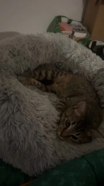 cat lost   44240 La Chapelle-sur-Erdre Pam