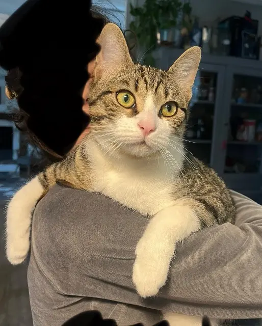 chat lost   44410 Herbignac Patapouf John