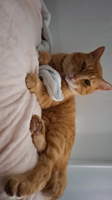 chat lost   44730 Saint-Michel-Chef-Chef Patchi