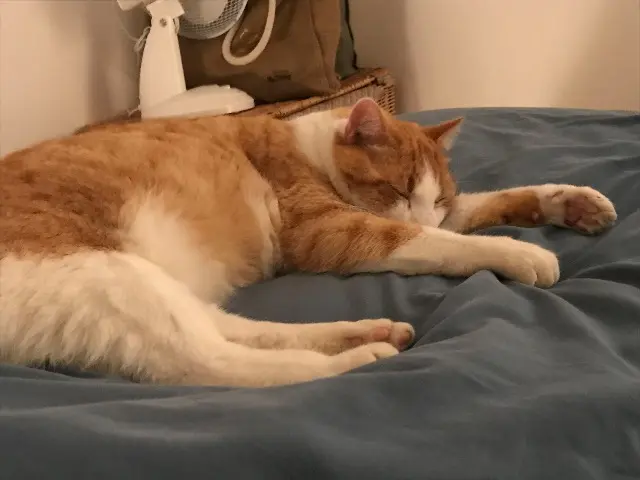 chat lost   44810 La Chevallerais Patou