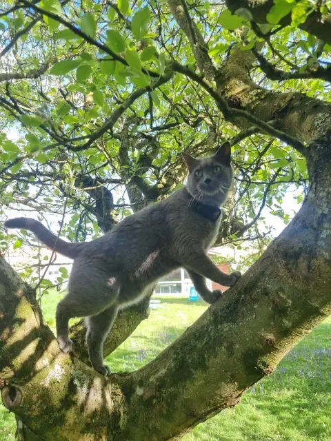 chat lost   44330 Vallet Patoune