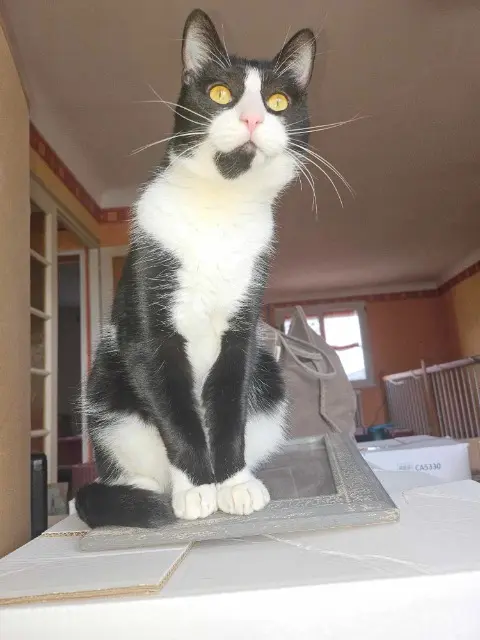 chat lost   44520 La Meilleraye-de-Bretagne Patrick
