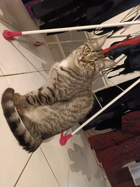 chat lost   44860 Saint-Aignan-Grandlieu Pepsy