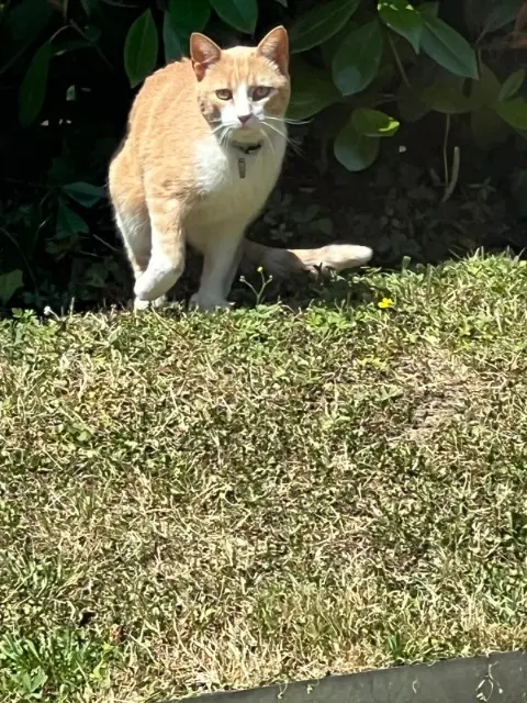 chat lost   44810 Héric Petittonnerre