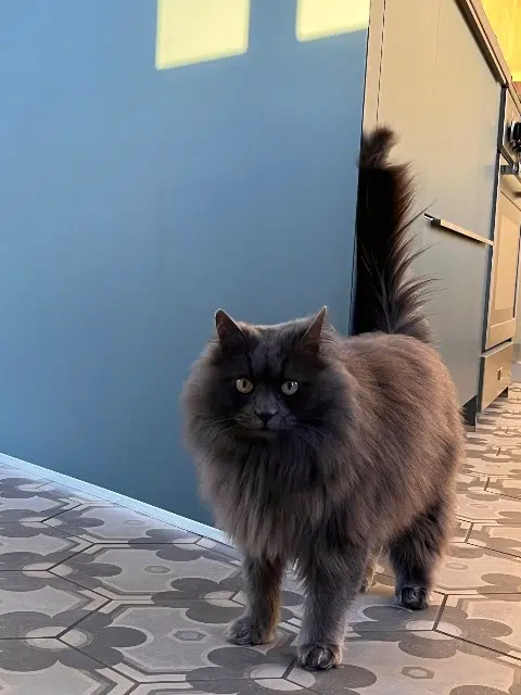 chat lost   44190 Saint-Lumine-de-Clisson Pilou