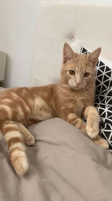 chat lost   44600 Saint-Nazaire Pitchou