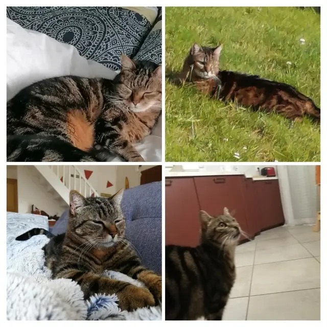 chat lost   44650 Legé Plume