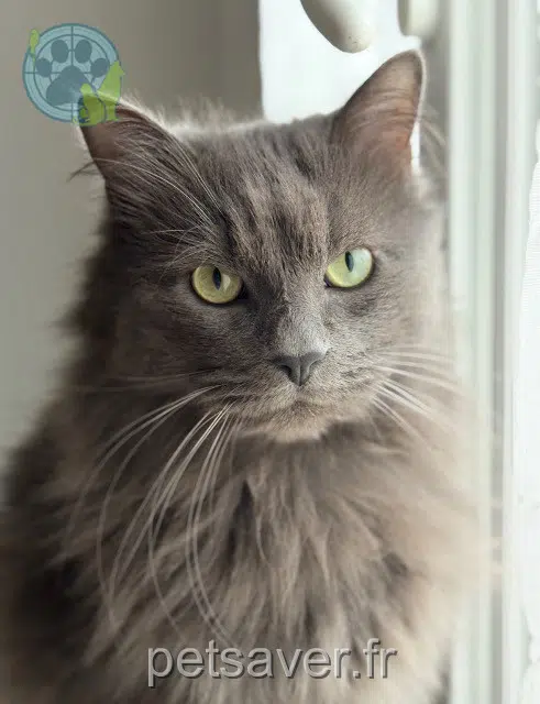 Kater lost   44270 Saint-Étienne-de-Mer-Morte Pooky