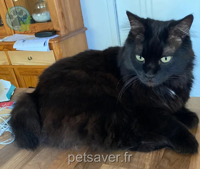 Chat Perdu 44 Loire-Atlantique - Poutine Chat Perdu 44 Loire-Atlantique - Poutine