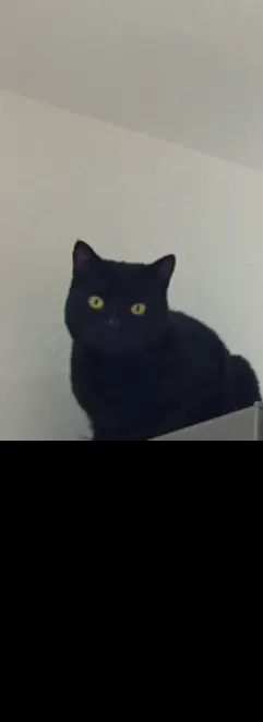 chat lost   44600 Saint-Nazaire Pépito