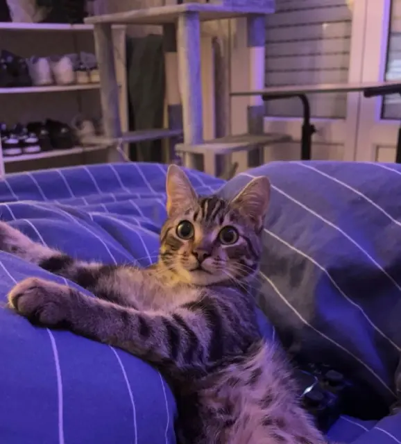 chat lost   44340 Bouguenais Ramses
