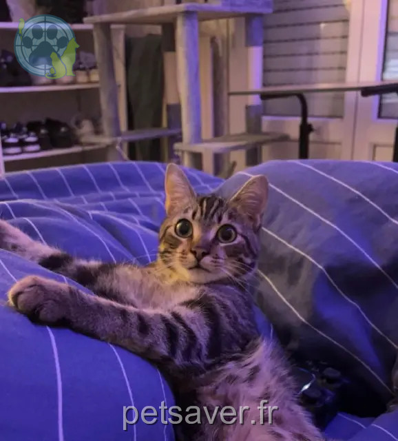 gato perdido 44340 Bouguenais Ramses gato lost 44340 Bouguenais Ramses