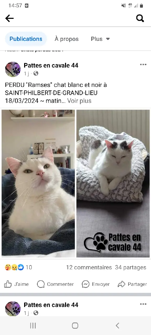 Chat Perdu 44 Loire-Atlantique - Ramses Chat Perdu 44 Loire-Atlantique - Ramses