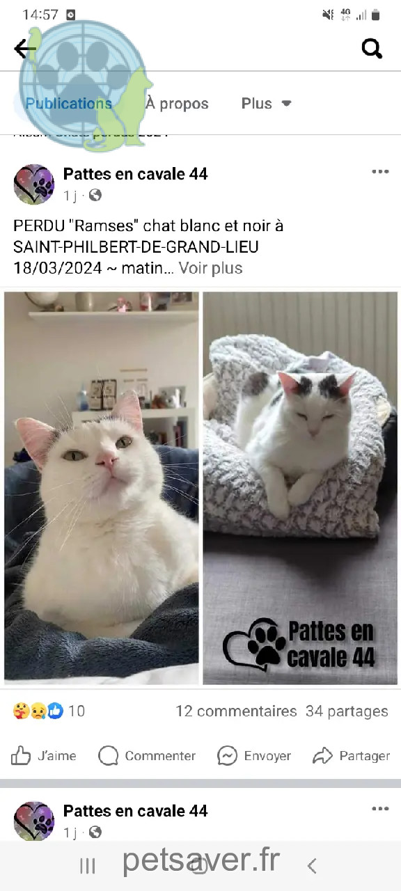 Chat Perdu 44 Loire-Atlantique - Ramses Chat Perdu 44 Loire-Atlantique - Ramses
