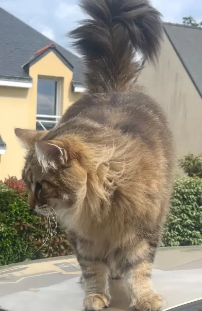 chat lost   44500 La Baule-Escoublac Raven
