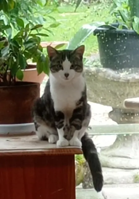 chat lost   44600 Saint-Nazaire Razmot
