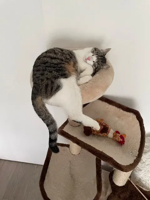 chat lost   44530 Saint-Gildas-des-Bois Ricky