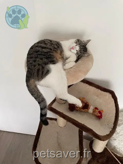 Kater vermisst 44530 Saint-Gildas-des-Bois Ricky Kater lost 44530 Saint-Gildas-des-Bois Ricky