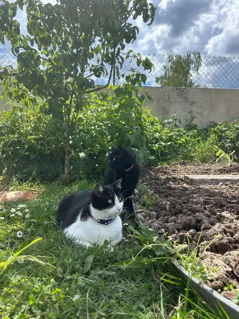 chat lost   44450 Saint-Julien-de-Concelles Rio