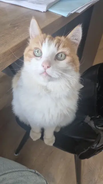 chat lost   44120 Vertou Rocket
