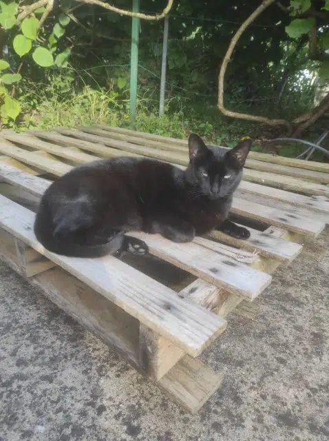 chat lost   44420 La Turballe Rocket