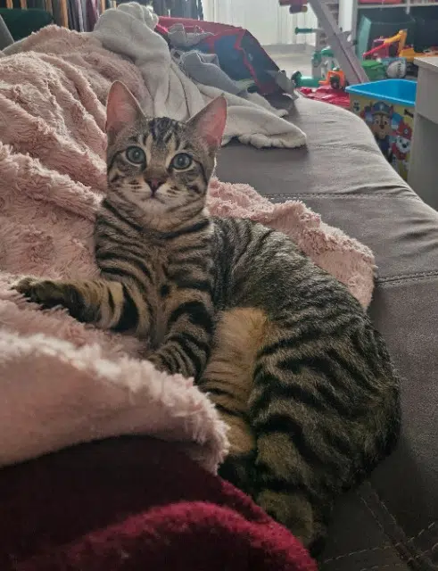 chat lost   44850 Le Cellier Rocky