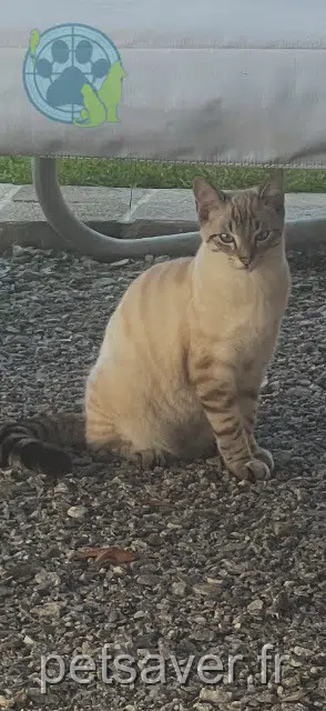 gatto lost   44600 Saint-Nazaire Ruby