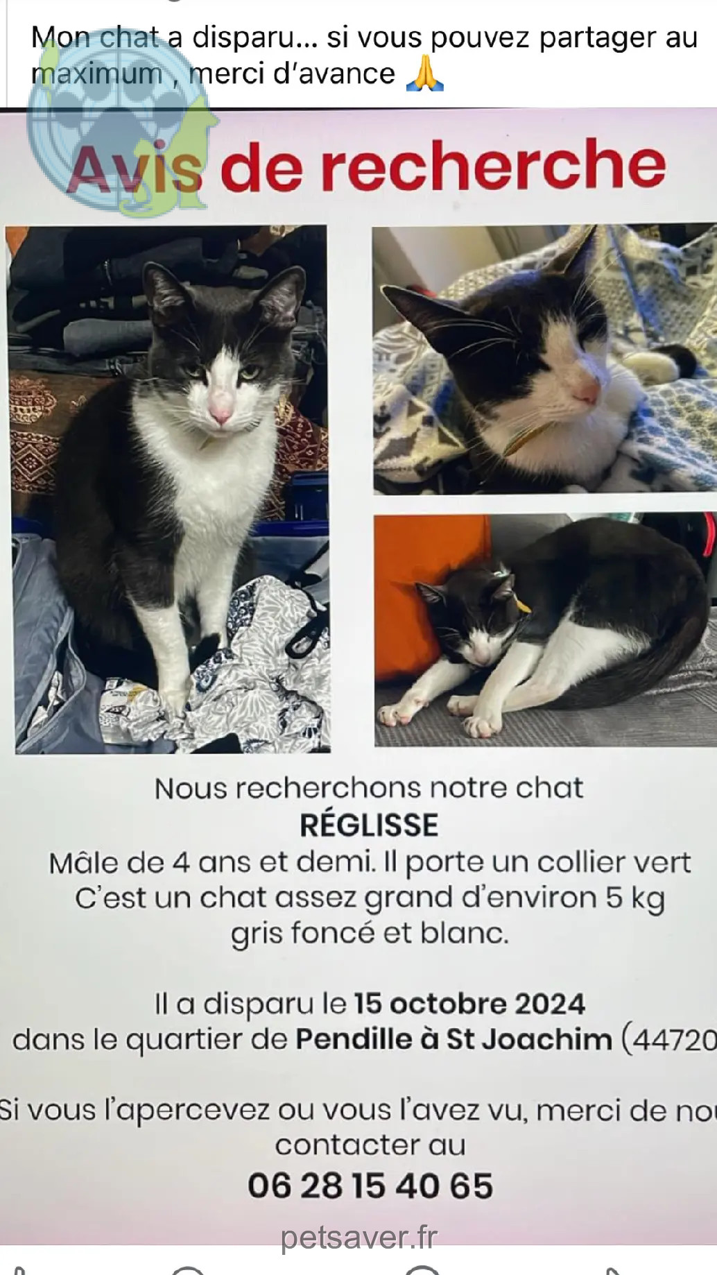 Chat Perdu 44 Loire-Atlantique - Réglisse Chat Perdu 44 Loire-Atlantique - Réglisse