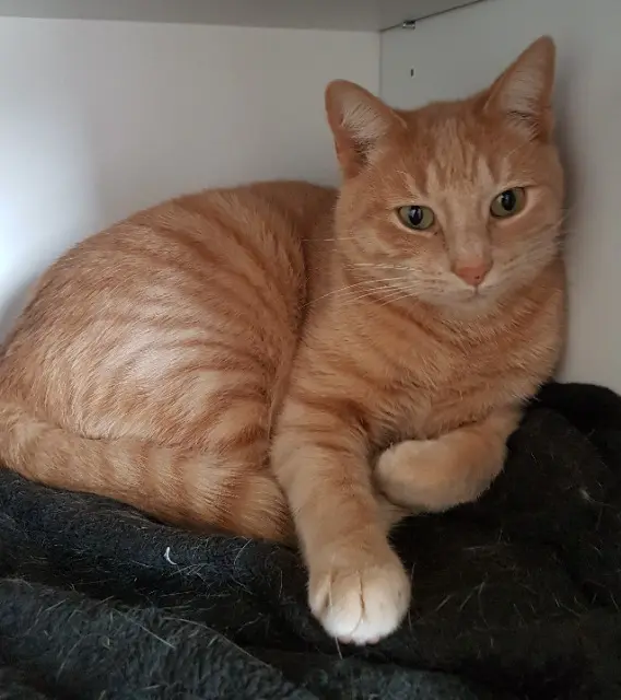 chat lost   44400 Rezé Samouraï