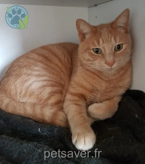gatto perso 44400 Rezé Samouraï gatto lost 44400 Rezé Samouraï