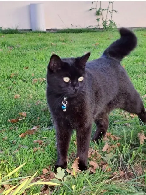 gato perdido 44320 Chauvé Shanga gato lost 44320 Chauvé Shanga