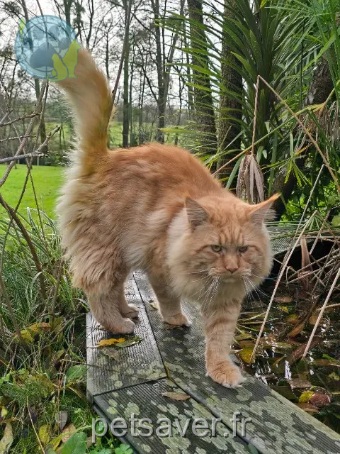 chat perdu 44750 Campbon Shappa chat lost 44750 Campbon Shappa