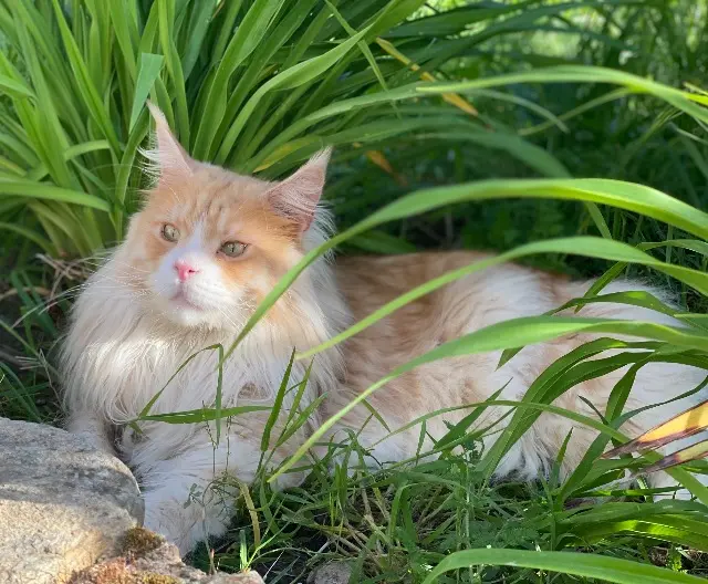 gato perdido 44119 Treillières Shaun gato lost 44119 Treillières Shaun