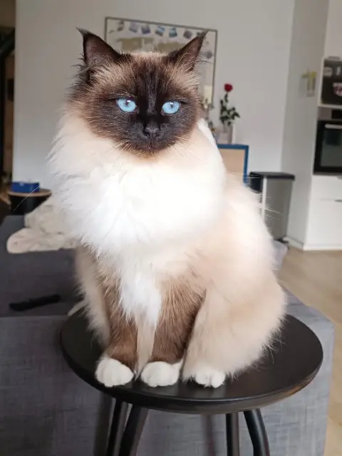 chat lost   44680 Sainte-Pazanne Sherlock