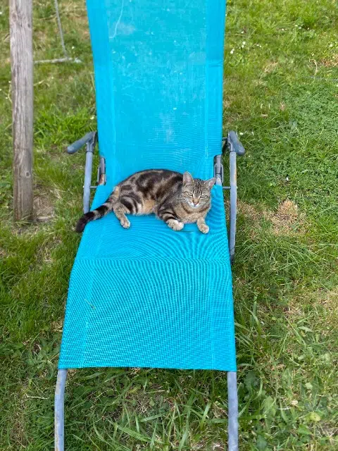 chat lost   44640 Saint-Jean-de-Boiseau Sherlock