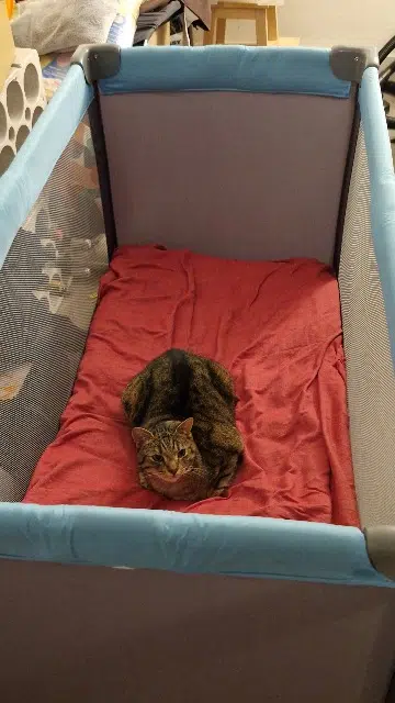 chat lost   44522 Mésanger Simba