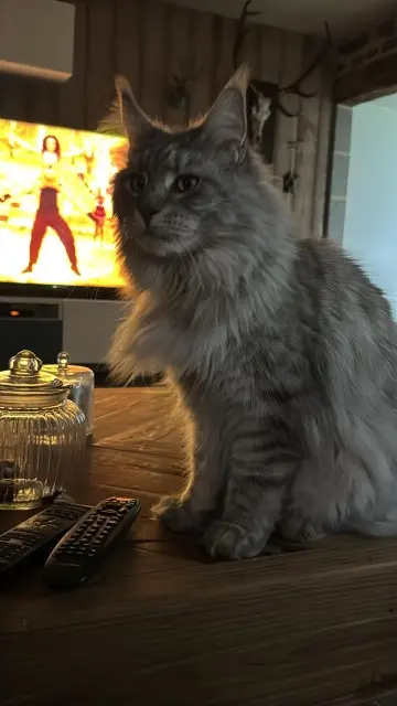 chat lost   44520 Grand-Auverné Simba